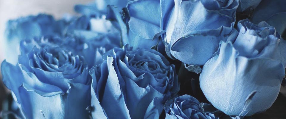 свадебный букет белые и синие розы картинка