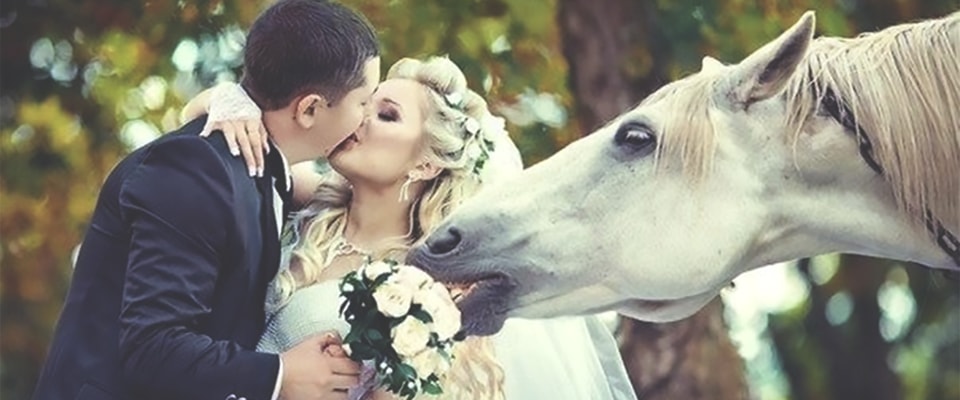свадебная фотосессия на лошадях фото