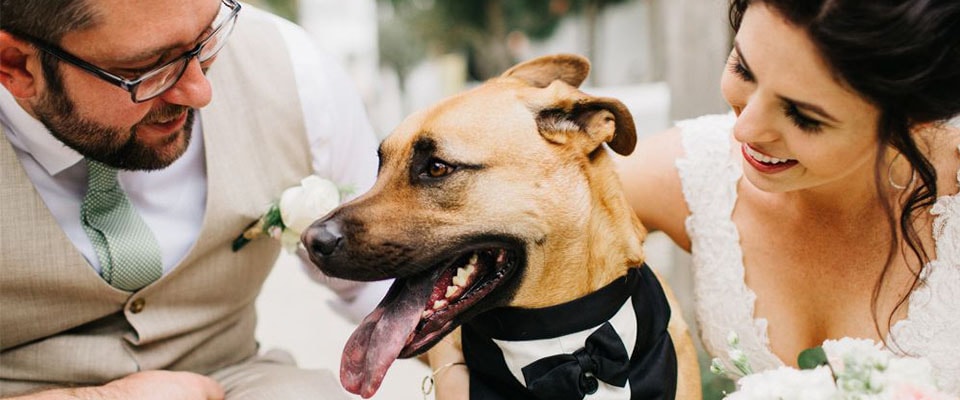 идеи для свадебной фотосессии с собакой фото
