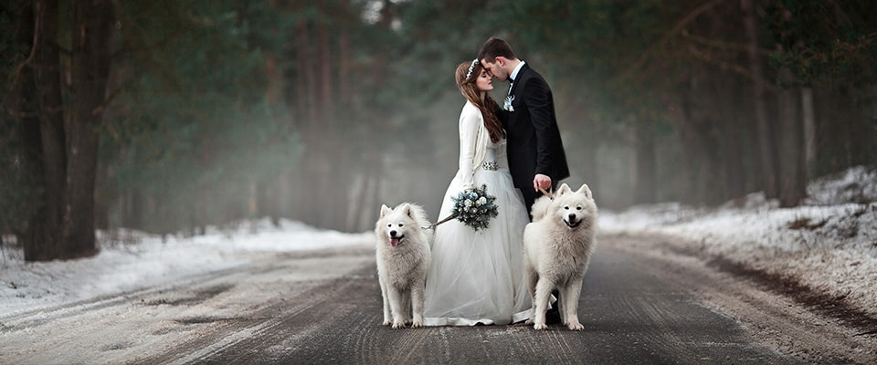 свадьба с участием домашних животных фото